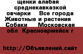 щенки алабая ( среднекавказкой овчарки) - Все города Животные и растения » Собаки   . Московская обл.,Красноармейск г.